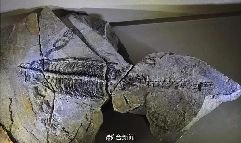 巢湖龍魚化石圖片高清大圖