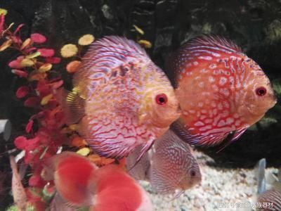 龍魚與七彩神仙魚混養好不好：龍魚與七彩神仙魚的混養