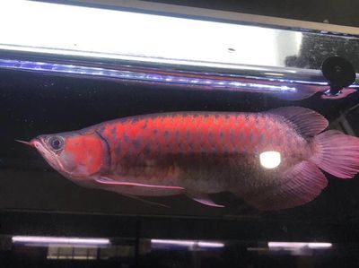 黑桃a魚咬龍魚嗎：黑桃a魚可以和龍魚混養嗎