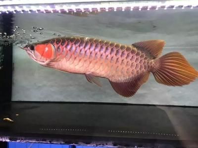 黑桃a魚咬龍魚嗎：黑桃a魚可以和龍魚混養嗎