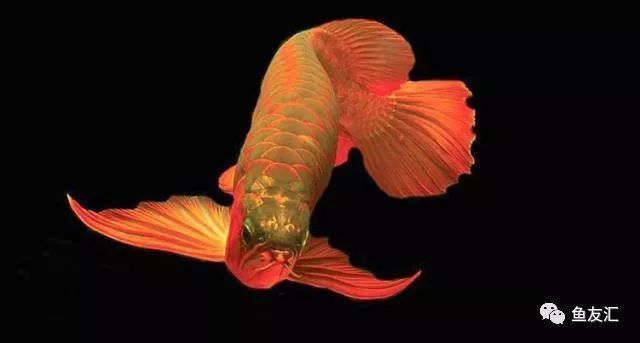 龍魚的霸氣說說：龍魚在自然界中的地位及其獨特的霸氣表現