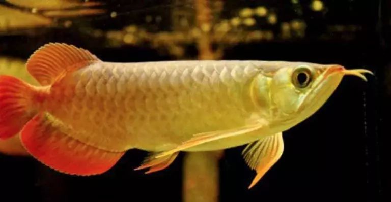 全金色金龍魚多少錢：全金色金龍魚的價格