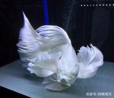 蝴蝶錦鯉和龍魚混養：蝴蝶錦鯉和龍魚可以混養嗎