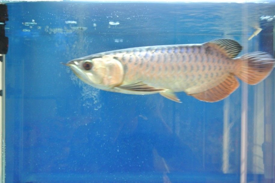 過背金龍魚怎么看品相圖解（過背金龍魚怎么看）