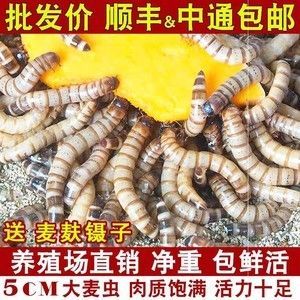 龍魚大麥蟲和面包蟲哪個好(龍魚吃大麥蟲好還是面包蟲好)