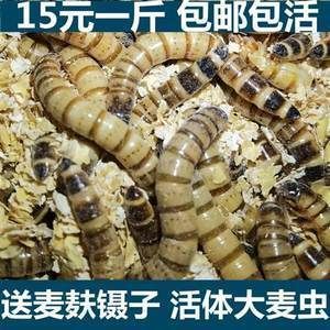 龍魚大麥蟲和面包蟲哪個好(龍魚吃大麥蟲好還是面包蟲好)