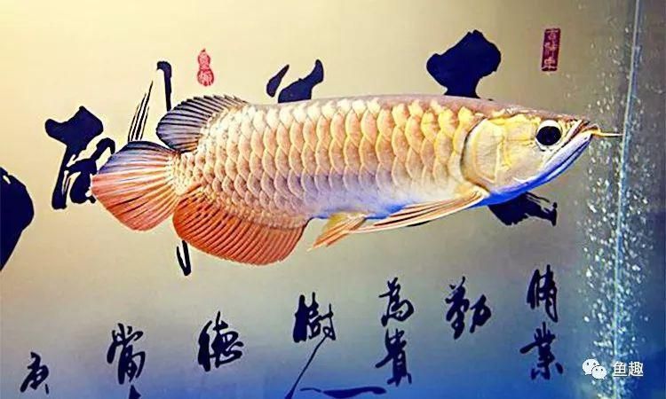 練手龍魚會上色嗎為什么：練手龍魚會上色嗎