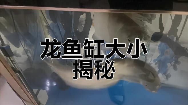 單養龍魚需要多大的水族箱？