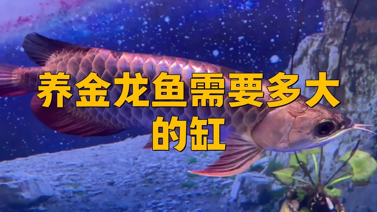 單養龍魚需要多大的水族箱？