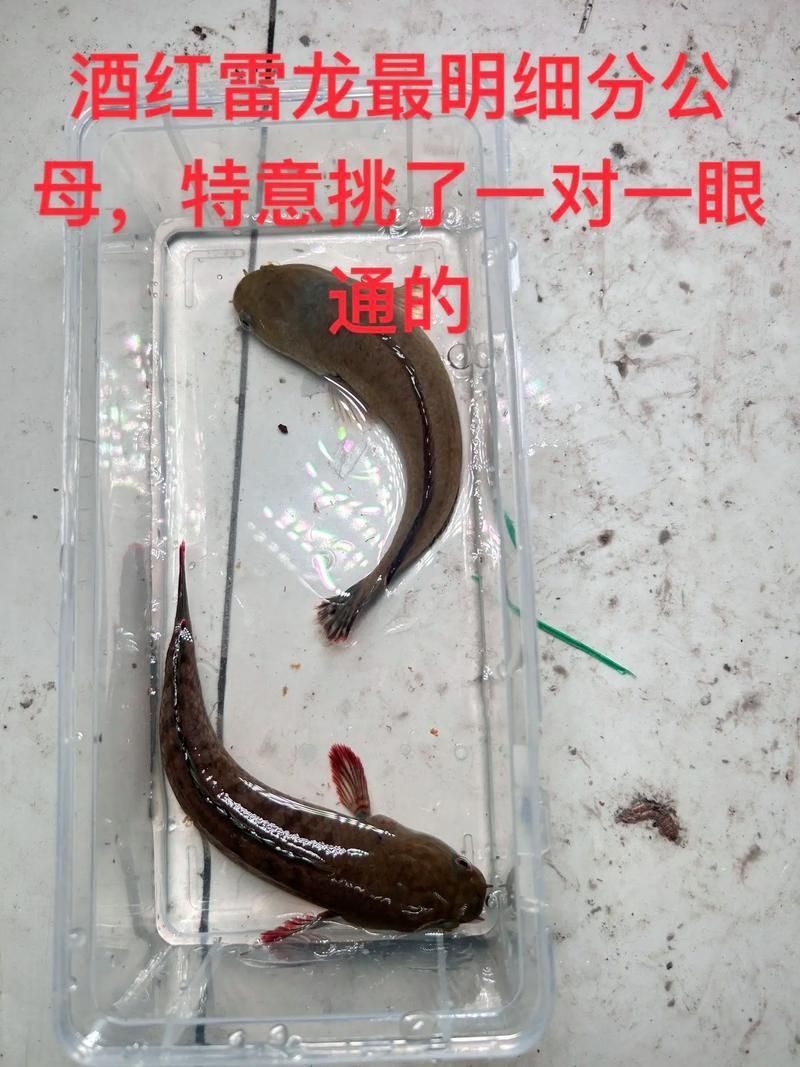 酒紅雷龍公母對照圖