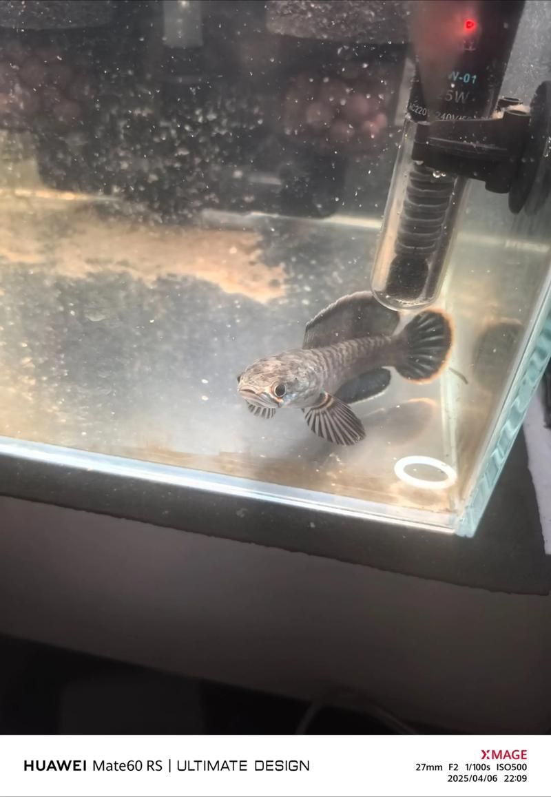 酒紅雷龍公母對照圖