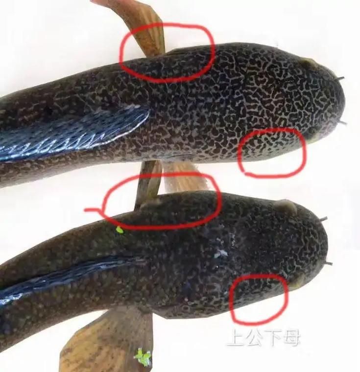酒紅雷龍公母對照圖
