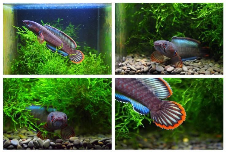 酒紅雷龍公母對照圖