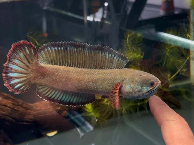 酒紅雷龍公母對照圖