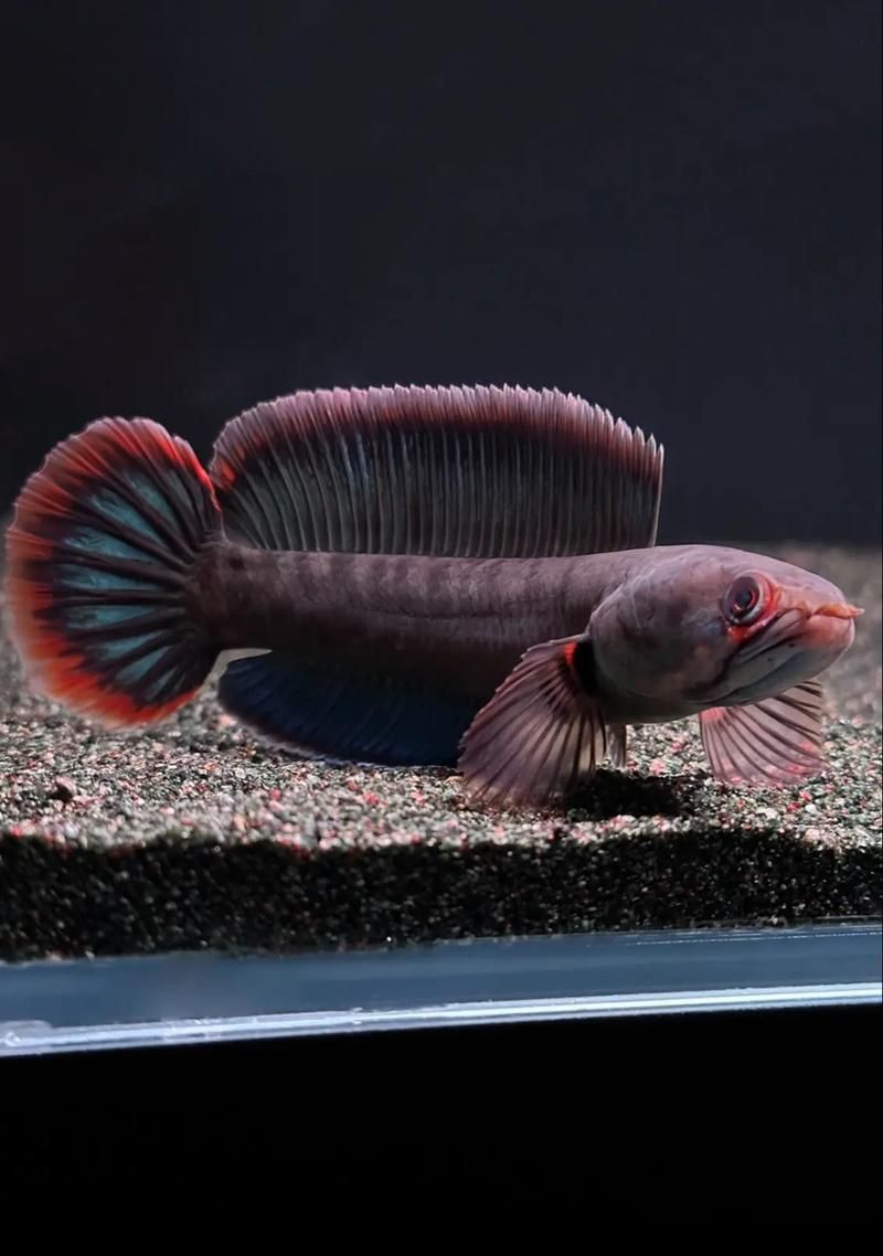 酒紅雷龍公母對照圖