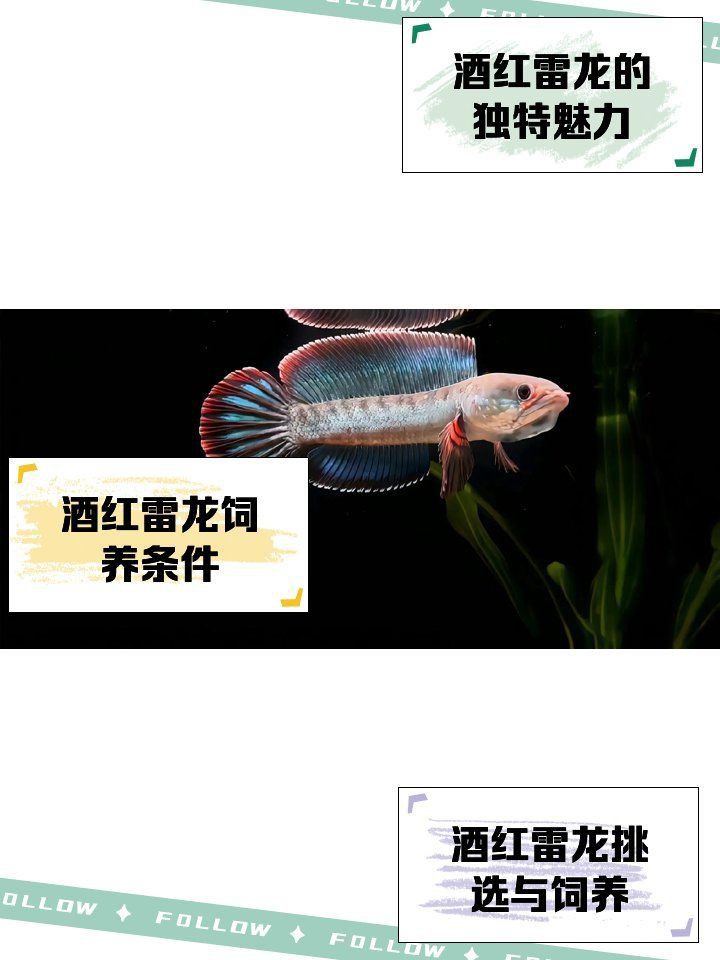 酒紅雷龍公母對照圖