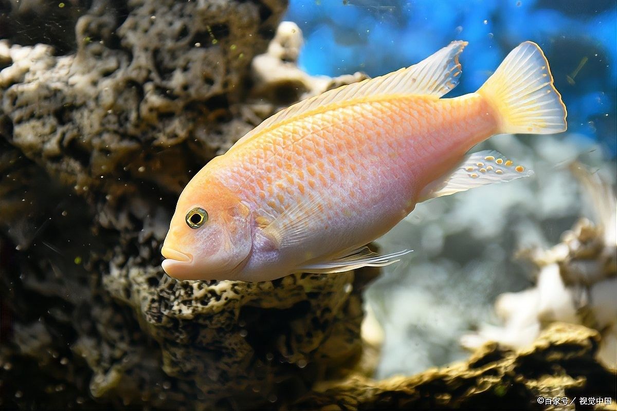 龍魚染色后多久可以喂食？