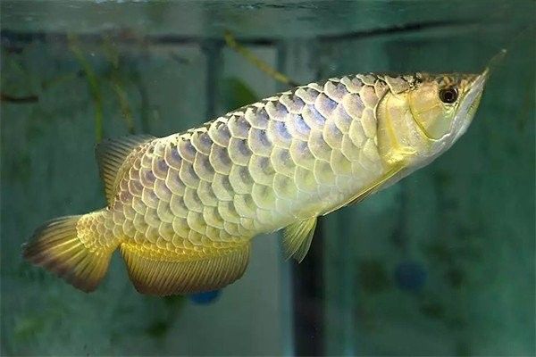 龍魚染色后多久可以喂食？