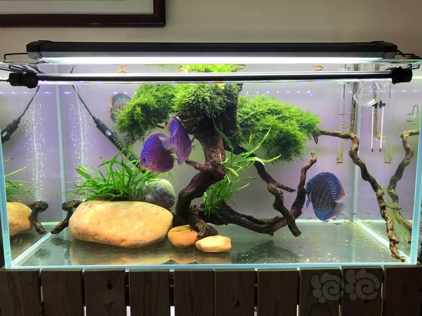 七彩神仙魚繁殖缸布置技巧（七彩神仙魚的養(yǎng)殖技巧，七彩神仙魚的養(yǎng)殖技術(shù)要點）