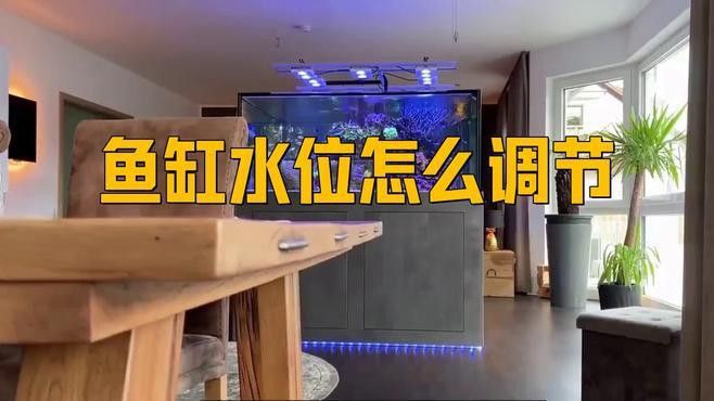 專業玩家如何調整龍魚缸的水位？