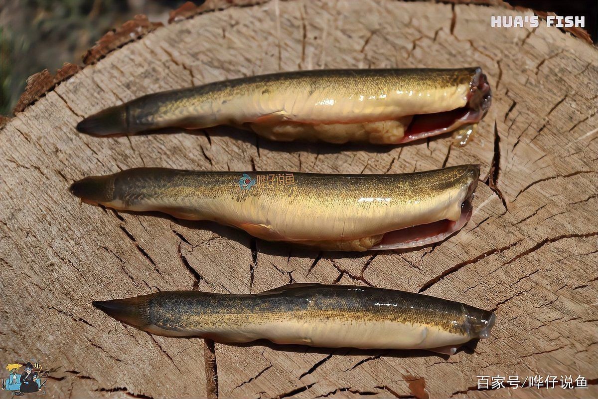 如何判斷龍魚是否適應(yīng)活泥鰍？