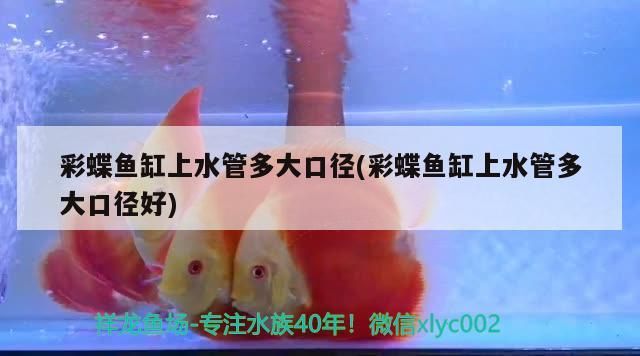 紅龍魚(yú)混養(yǎng)視頻高清大圖：紅龍魚(yú)怎么混養(yǎng)才漂亮