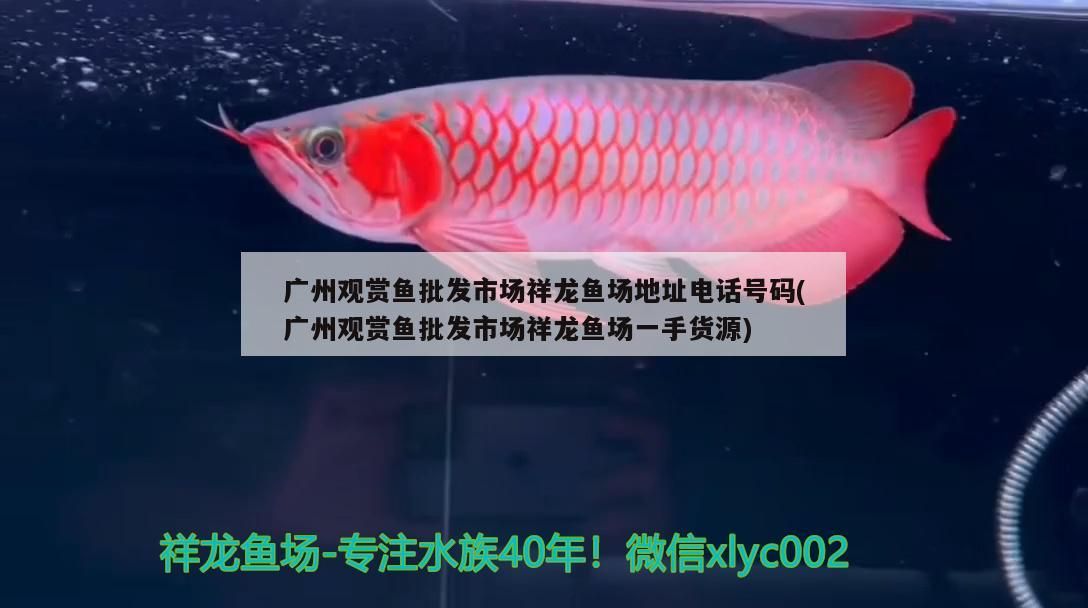 紅龍魚(yú)混養(yǎng)視頻高清大圖：紅龍魚(yú)怎么混養(yǎng)才漂亮