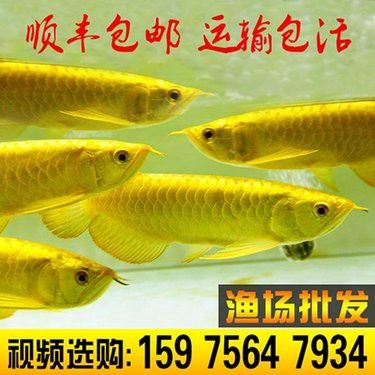 如何在京東上購買辣椒紅龍魚？