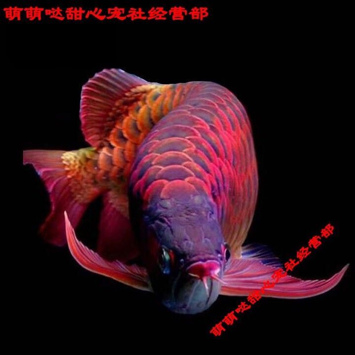 如何在京東上購買辣椒紅龍魚？