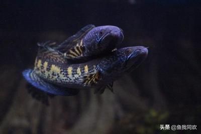 雷龍魚常見疾病：雷龍魚常見疾病處理方法