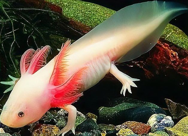 六角龍魚多久喂一次魚食比較好