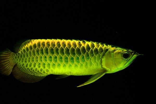 龍魚一天喂食幾次：如何判斷龍魚的喂食頻率 龍魚一天喂食幾次：如何判斷龍魚的喂食頻率 龍魚百科 第3張