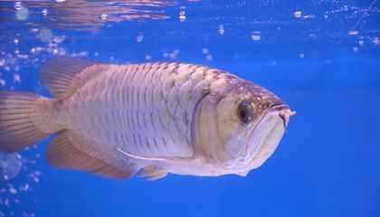龍魚(yú)脫肛能自愈嗎（龍魚(yú)脫肛一般情況下不能自愈需要通過(guò)適當(dāng)?shù)闹委煼椒ㄟM(jìn)行治療）