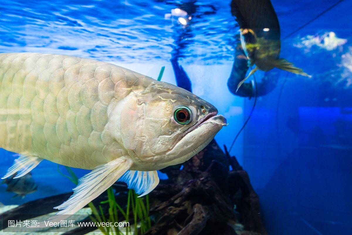 龍魚飼養綠水處理（如何處理龍魚飼養中的綠水問題） 龍魚飼養綠水處理（如何處理龍魚飼養中的綠水問題） 龍魚百科 第3張