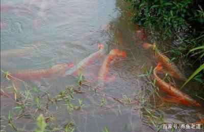 龍魚飼養綠水處理（如何處理龍魚飼養中的綠水問題） 龍魚飼養綠水處理（如何處理龍魚飼養中的綠水問題） 龍魚百科 第4張