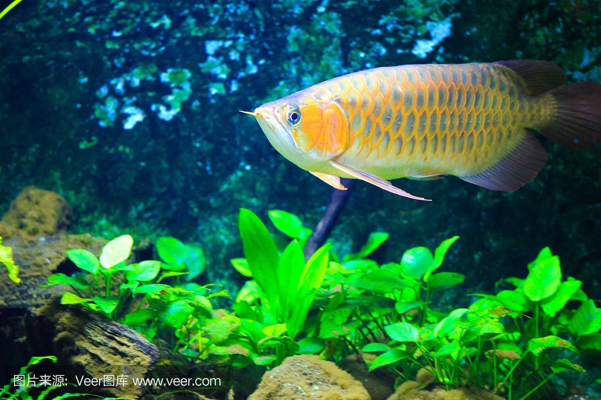 龍魚飼養綠水處理（如何處理龍魚飼養中的綠水問題） 龍魚飼養綠水處理（如何處理龍魚飼養中的綠水問題） 龍魚百科 第5張