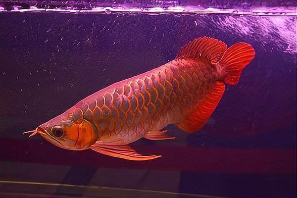 龍魚沉頭的解決方法 龍魚百科 第4張 龍魚沉頭的解決方法 龍魚沉頭的解決方法 龍魚百科 第4張