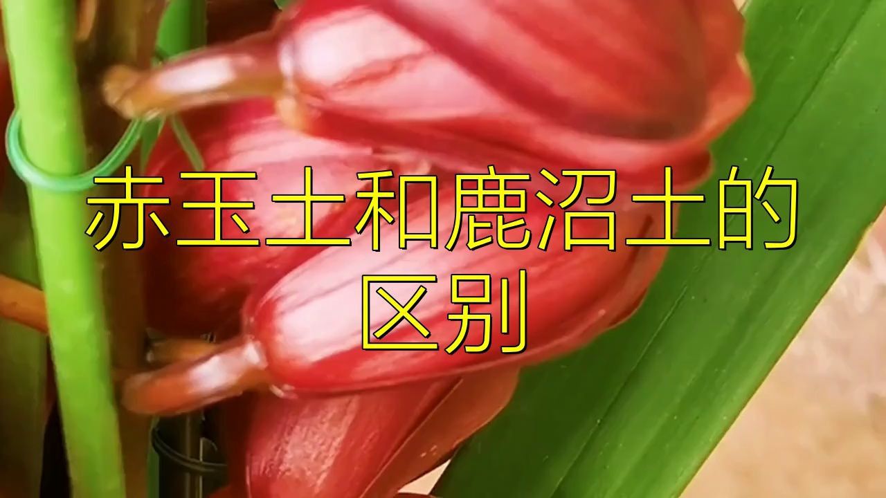 鹿沼土與赤玉土哪個好