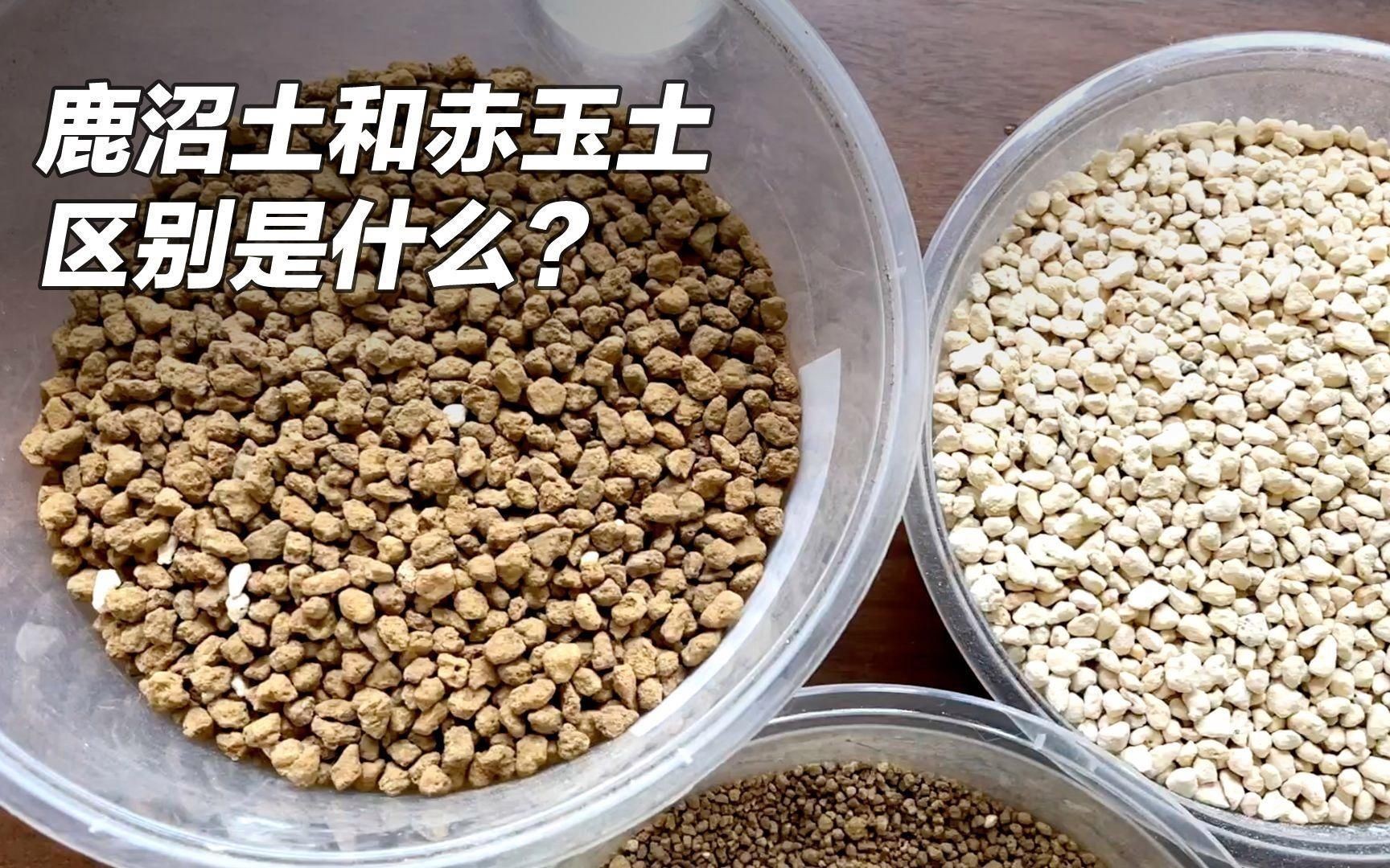 鹿沼土與赤玉土哪個好