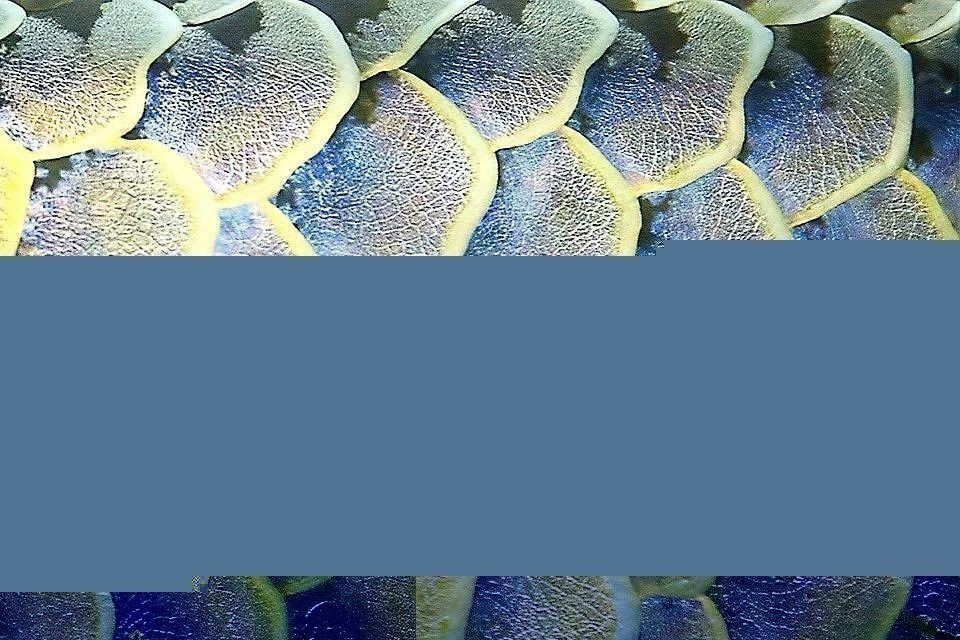 如何早期發(fā)現(xiàn)龍魚(yú)黑身松鱗綜合癥？