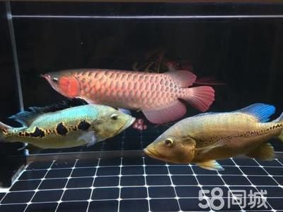紅龍魚狀態不好怎么調整魚缸：當紅龍魚的狀態不佳時，調整魚缸環境和參數是非常重要的