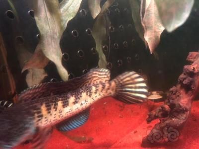 雷龍魚苗飼養：飼養雷龍魚苗需要注意以下幾個關鍵點