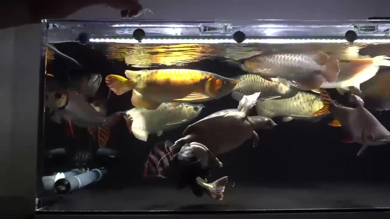 龍魚是否會吃小虎魚（龍魚有可能吃小虎魚嗎？）