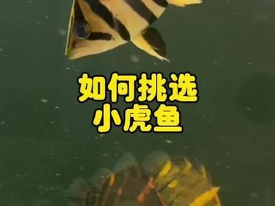 龍魚是否會吃小虎魚（龍魚有可能吃小虎魚嗎？）