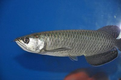 銀龍魚細(xì)菌感染怎么辦（銀龍魚細(xì)菌感染的應(yīng)對(duì)措施）