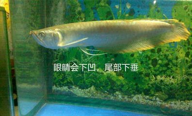 銀龍魚細(xì)菌感染怎么辦（銀龍魚細(xì)菌感染的應(yīng)對(duì)措施）