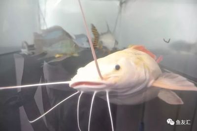 紅龍魚(yú)苗吃什么好：紅龍魚(yú)苗在不同生長(zhǎng)階段的飼料選擇