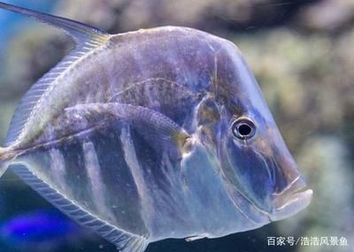 紅龍魚(yú)苗吃什么好：紅龍魚(yú)苗在不同生長(zhǎng)階段的飼料選擇