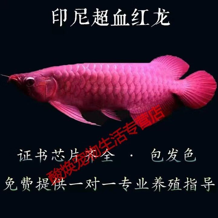 紅龍超血的價格是多少？ 紅龍超血的價格是多少？ 龍魚百科 第4張