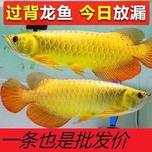 紅龍超血的價格是多少？ 紅龍超血的價格是多少？ 龍魚百科 第2張